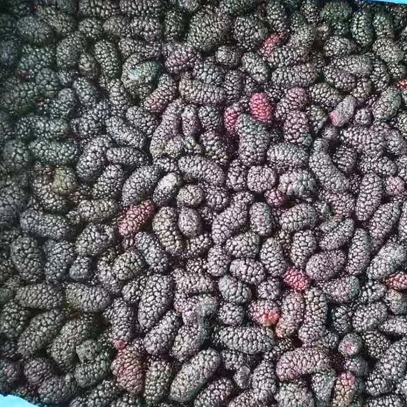 Frozen Mulberry