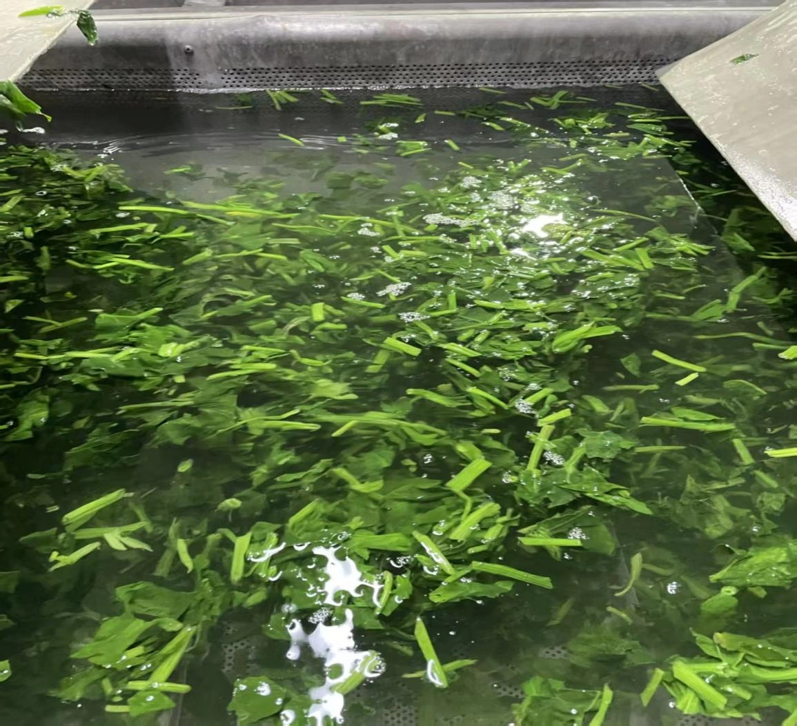 spinach