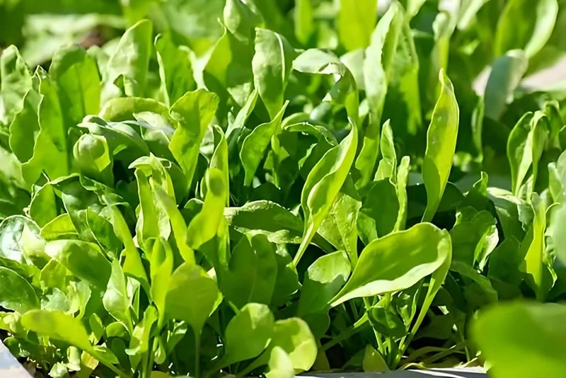 History of Spinach Cultivation and Cultivation Techniques