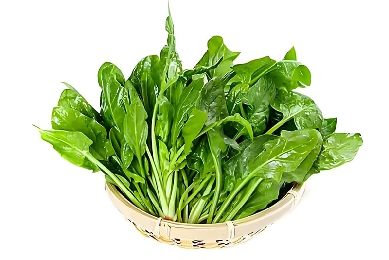 History of Spinach Cultivation and Cultivation Techniques