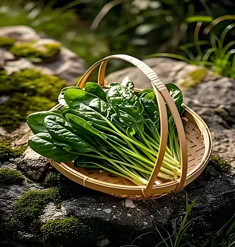 History of Spinach Cultivation and Cultivation Techniques