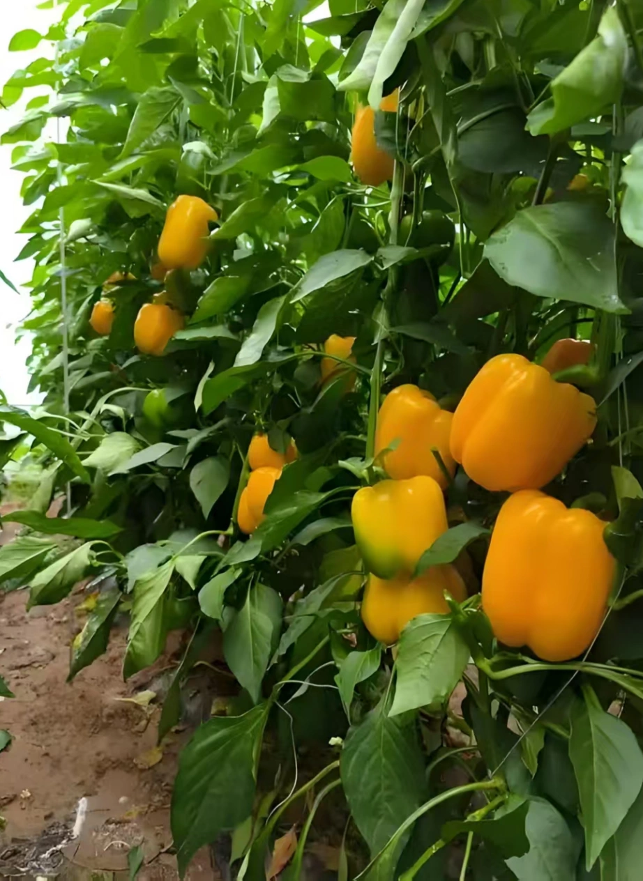 "The King of Vitamin C" Among Vegetables——Colored Bell Peppers