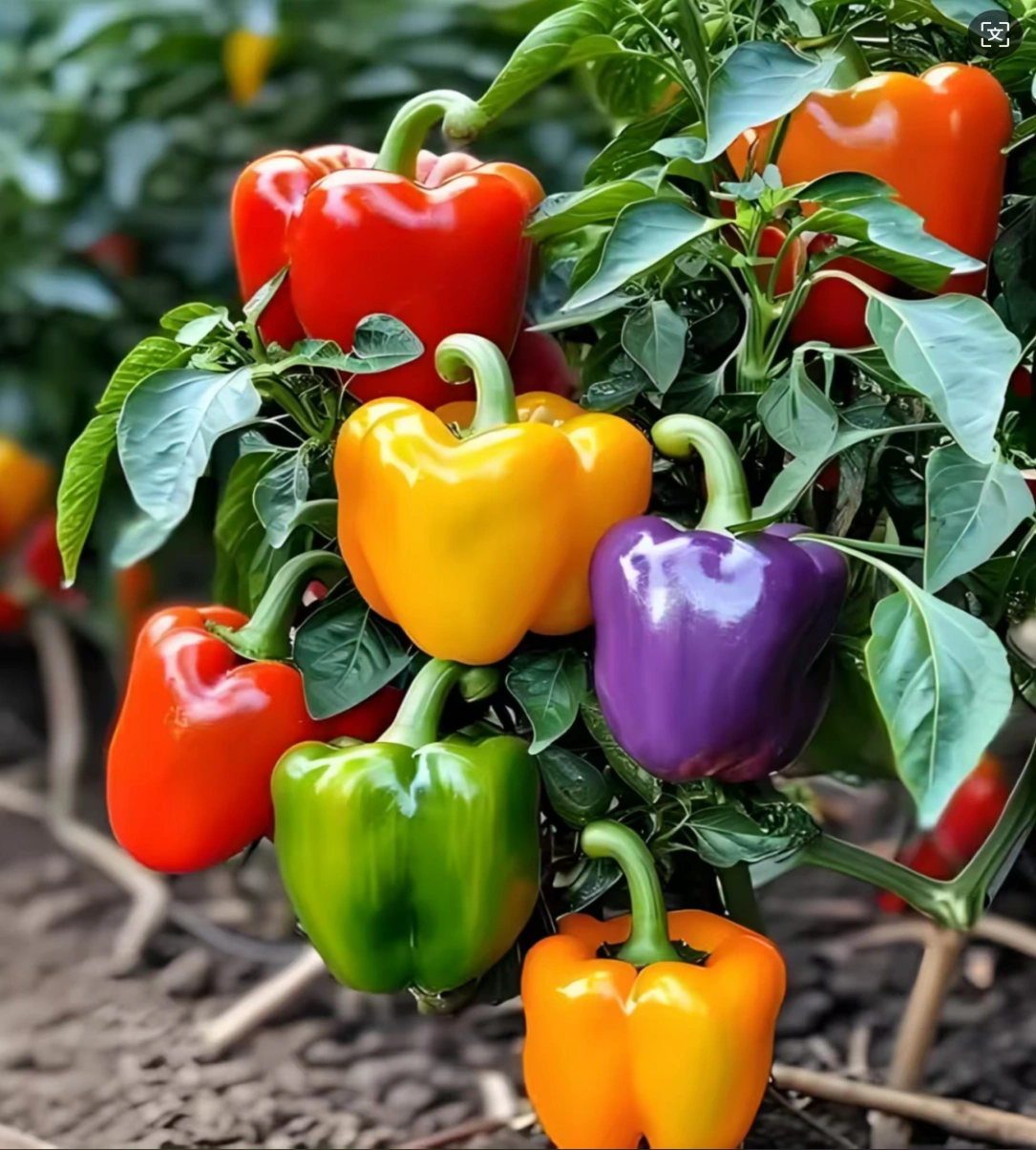 "The King of Vitamin C" Among Vegetables——Colored Bell Peppers