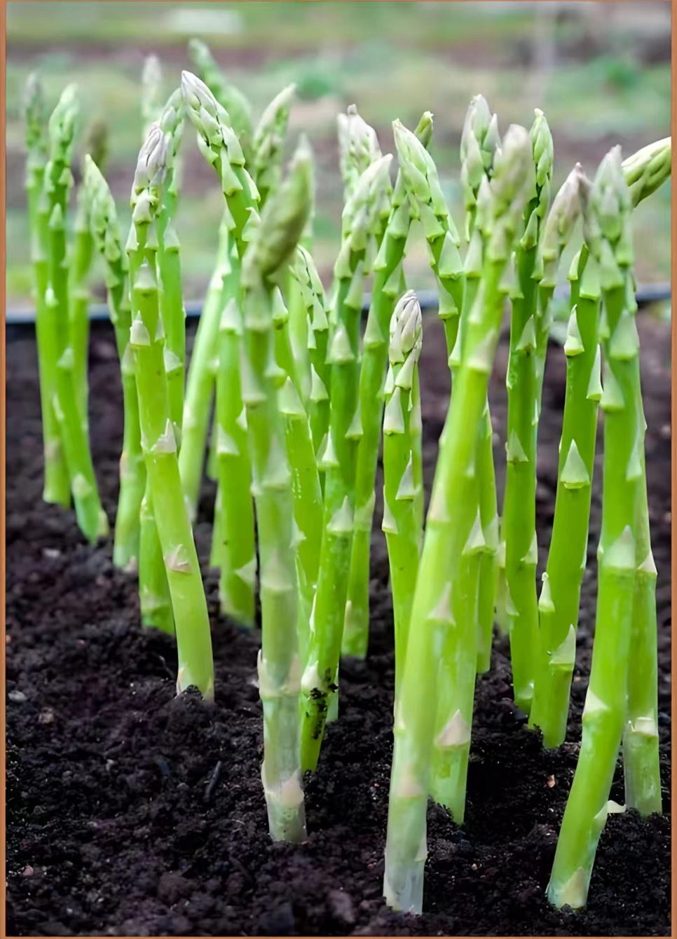 How nutritious is asparagus?
