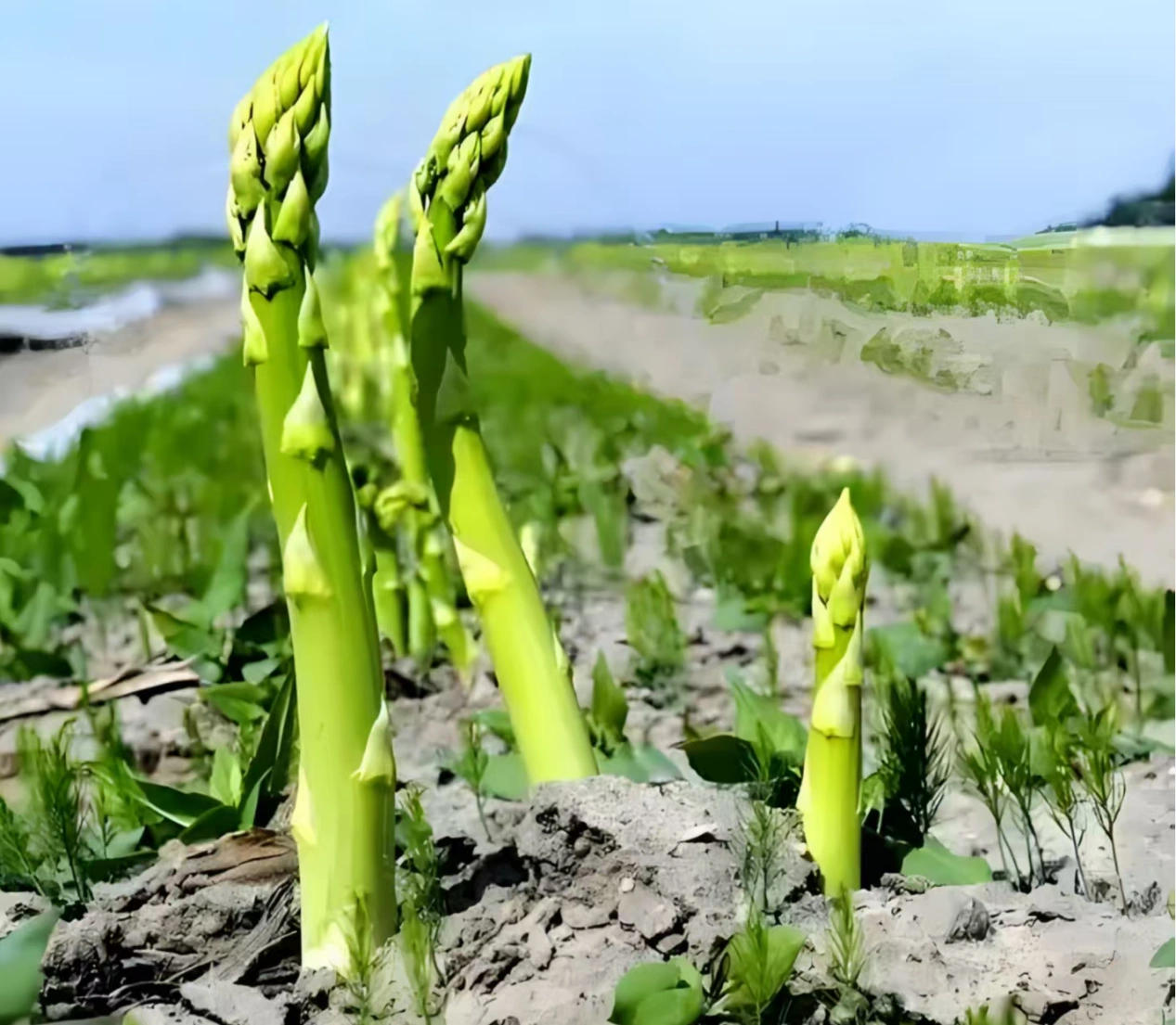 How nutritious is asparagus?