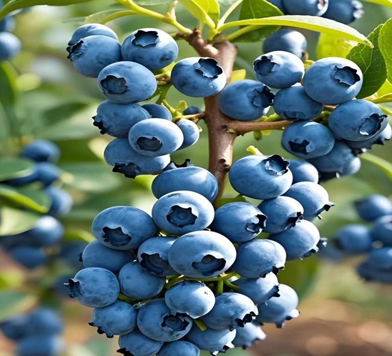 The efficacy and functions of blueberries