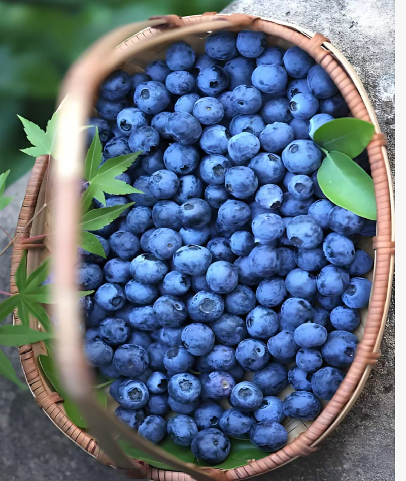 The efficacy and functions of blueberries