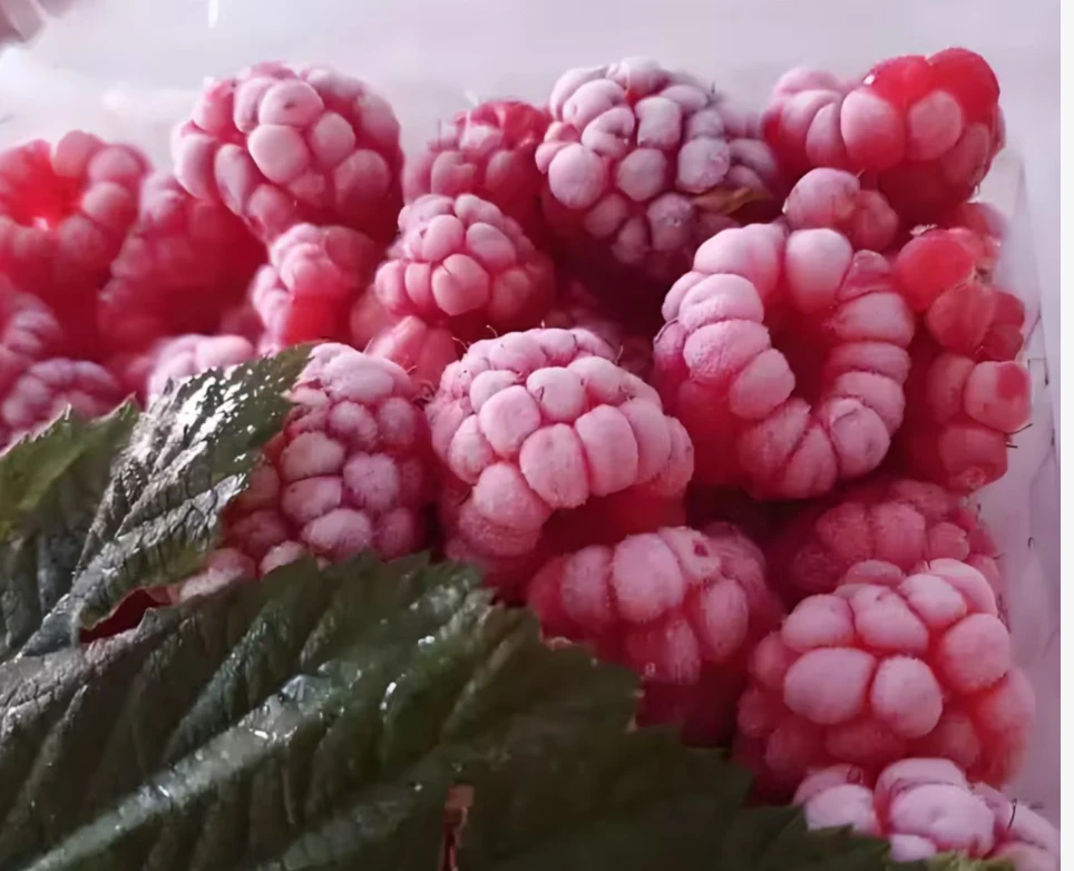 frozen raspberries