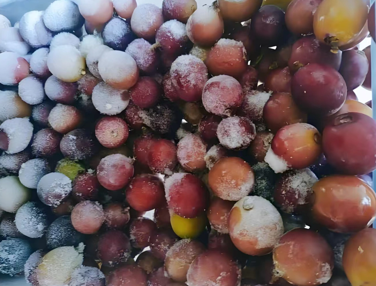 Frozen Grapes