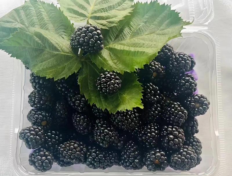 Frozen Sweet Blackberries