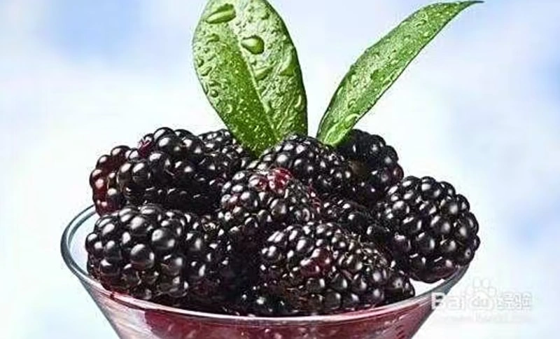 Frozen Sweet Blackberries