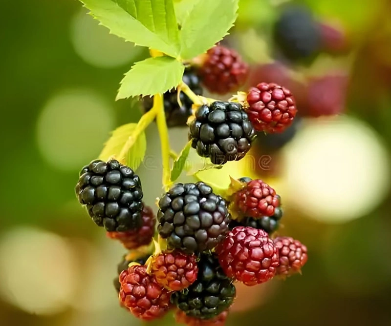 Frozen Sweet Blackberries