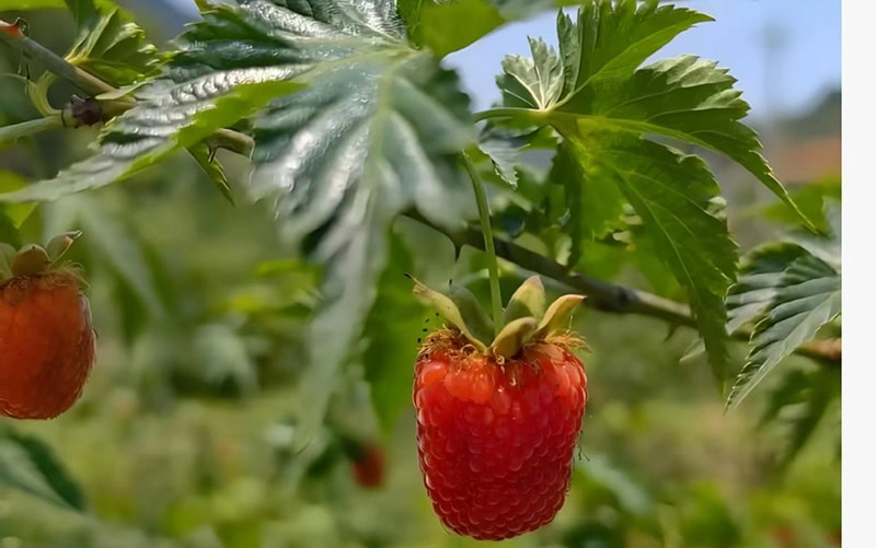 Price Trend and Market Outlook of Quick-Frozen Raspberries of Qingdao Green Farm Food Co., Ltd.