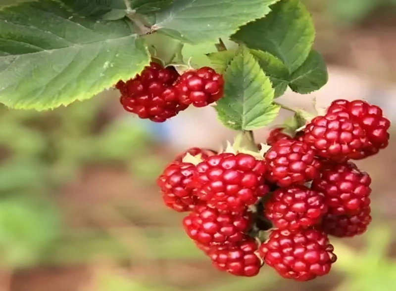 Price Trend and Market Outlook of Quick-Frozen Raspberries of Qingdao Green Farm Food Co., Ltd.