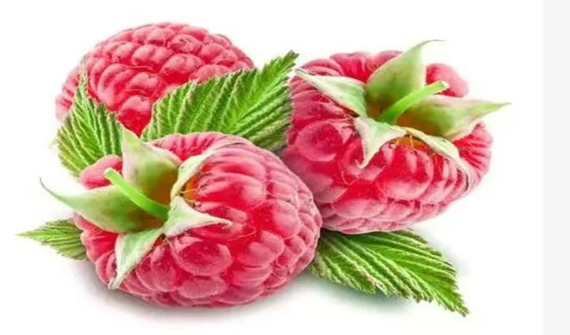 Price Trend and Market Outlook of Quick-Frozen Raspberries of Qingdao Green Farm Food Co., Ltd.